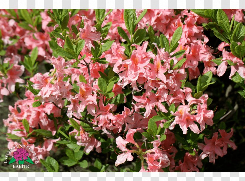 Azalea - Flower - Flowering Plant Transparent PNG