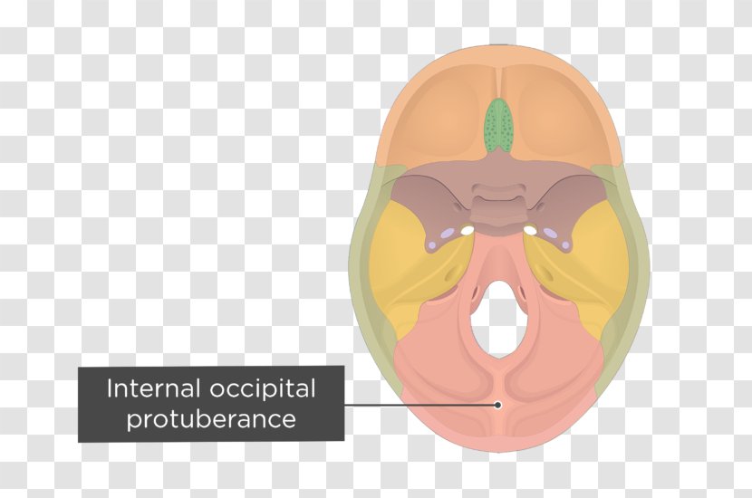 Occipital Bone Hypoglossal Canal Internal Protuberance External Skull Transparent PNG