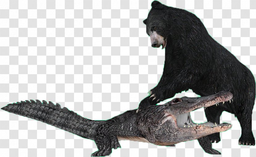 Nile Crocodile American Black Bear Tiger - Saltwater - Great White Wolf Transparent PNG
