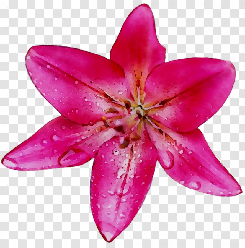Pink M Lily - Magenta Transparent PNG