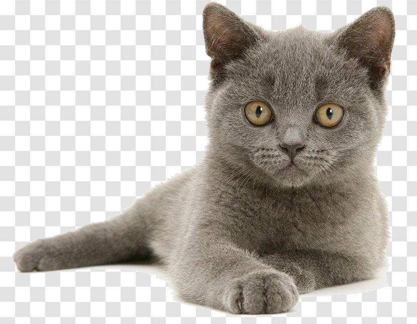 British Shorthair Russian Blue American Scottish Fold Ragdoll - Asian - Gray Kitten Transparent PNG