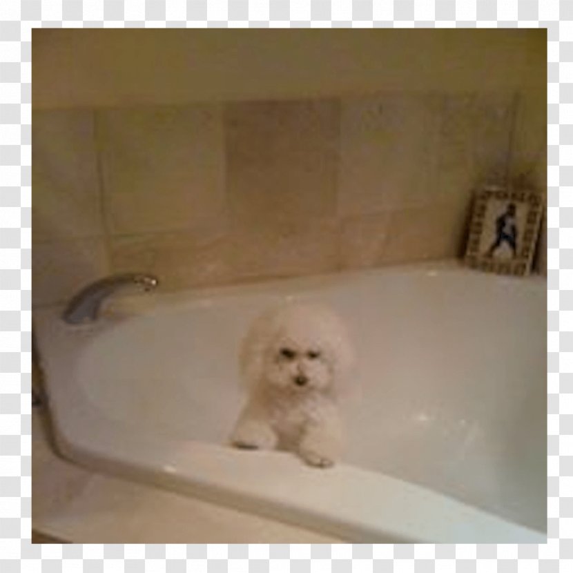 Maltese Dog Puppy Bichon Frise Breed - United States Transparent PNG