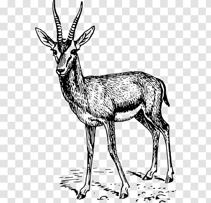 Gazelle Springbok Clip Art - Pack Animal Transparent PNG