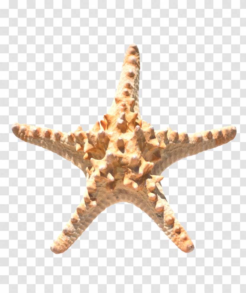 Starfish Brown Echinoderm - Resource - Texture Transparent PNG