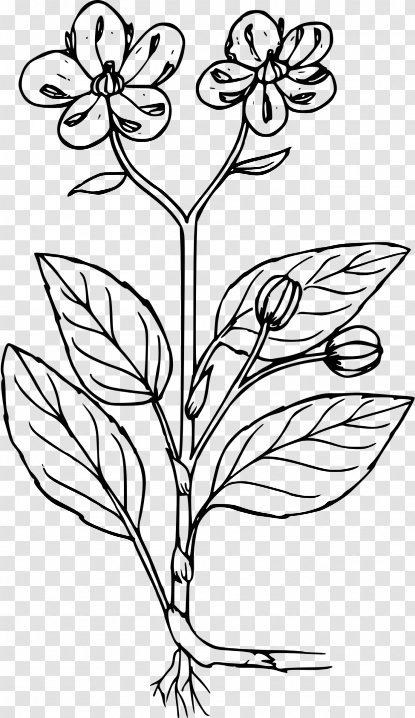 Coloring Book Plant Chimaphila Menziesii Line Art - Black And White - The Little Prince Transparent PNG