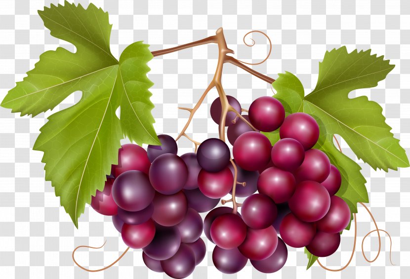 Common Grape Vine Vector Graphics Wine Leaves - Berry - Bec Illustration Transparent PNG