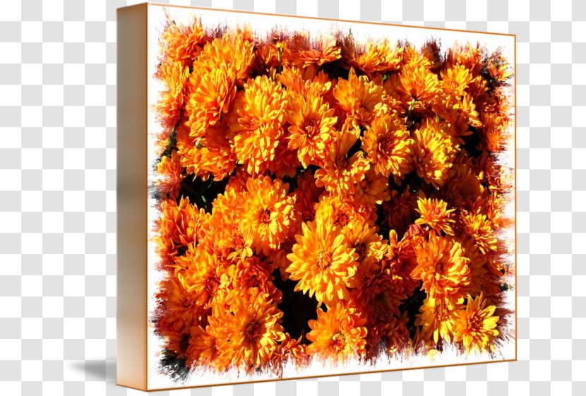 Cut Flowers Chrysanthemum Pot Marigold Daisy Family - Fall Transparent PNG
