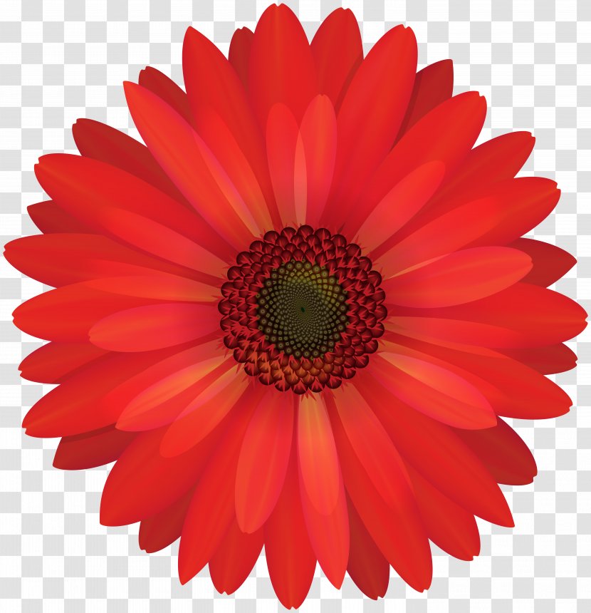 Transvaal Daisy Common Clip Art - Gerbera Red Flower Transparent PNG