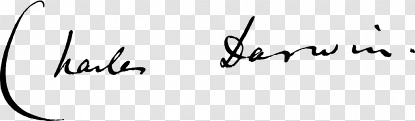 Signature Logo Handwriting Font - Heart - Watercolor Transparent PNG