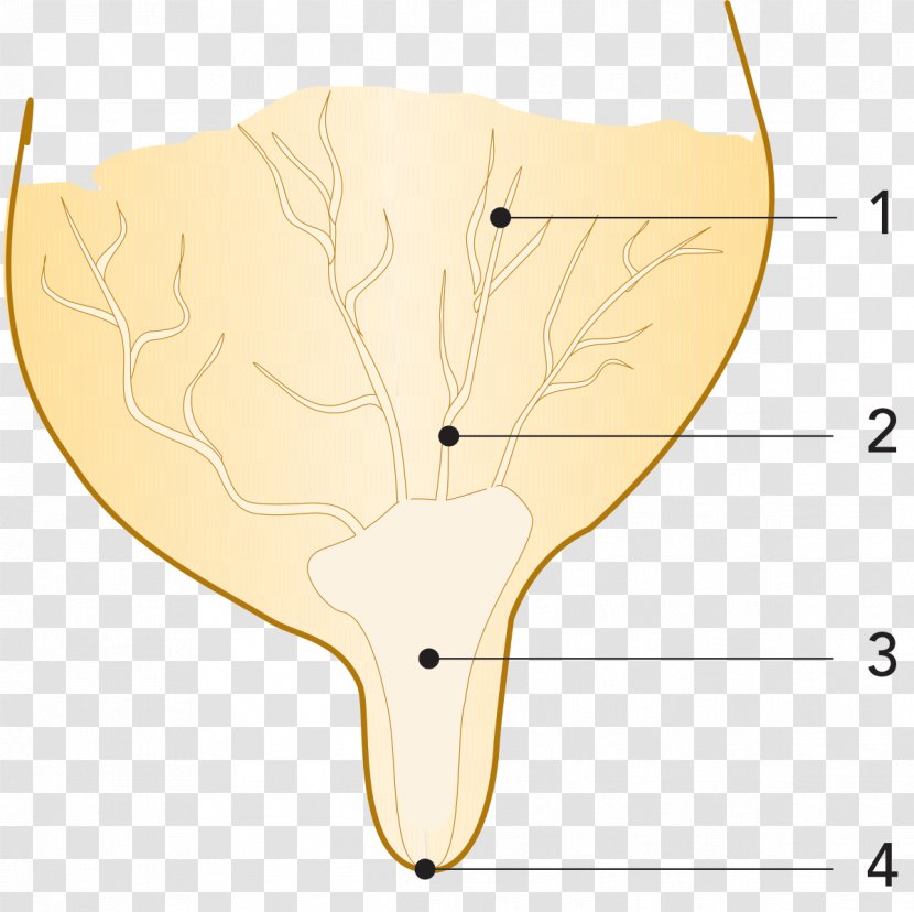 Nose Line Angle - Flower - Milk Flow Transparent PNG