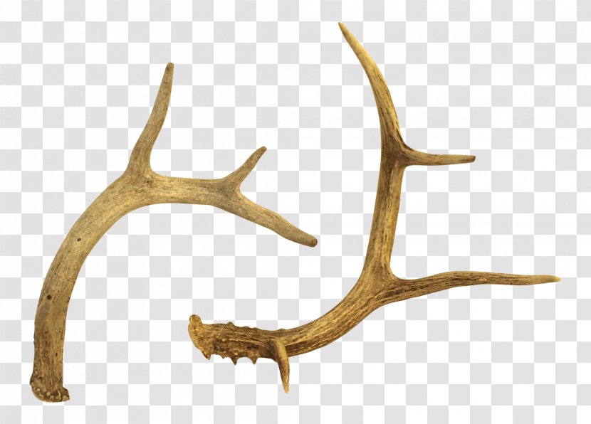 Antler White-tailed Deer Reindeer Horn - Hautelook Transparent PNG