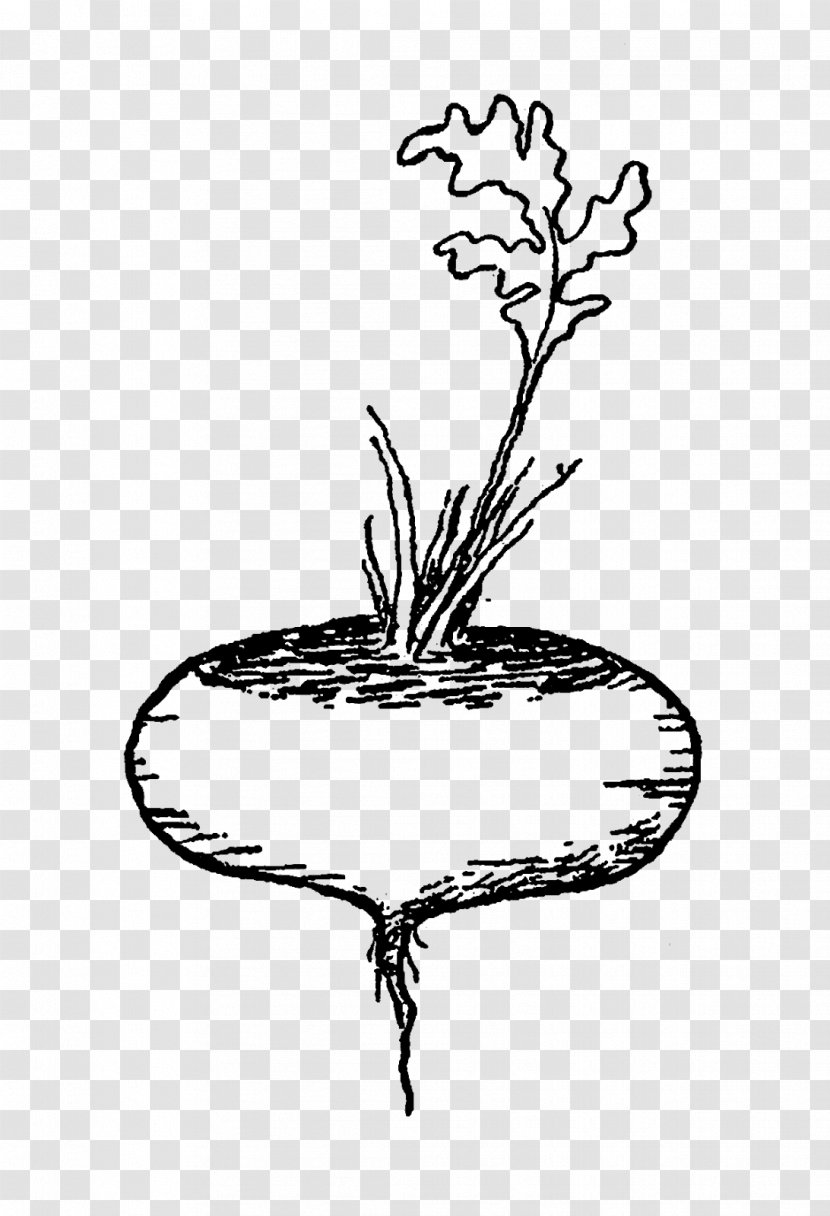 Drawing Visual Arts - Flower - Vegetable Transparent PNG