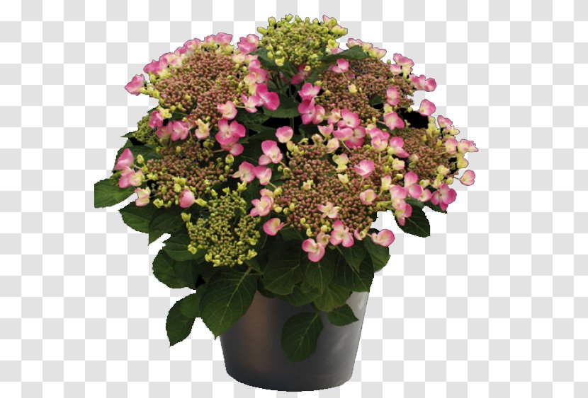 Hydrangea Cook's Garden Centre Cut Flowers Blue Transparent PNG