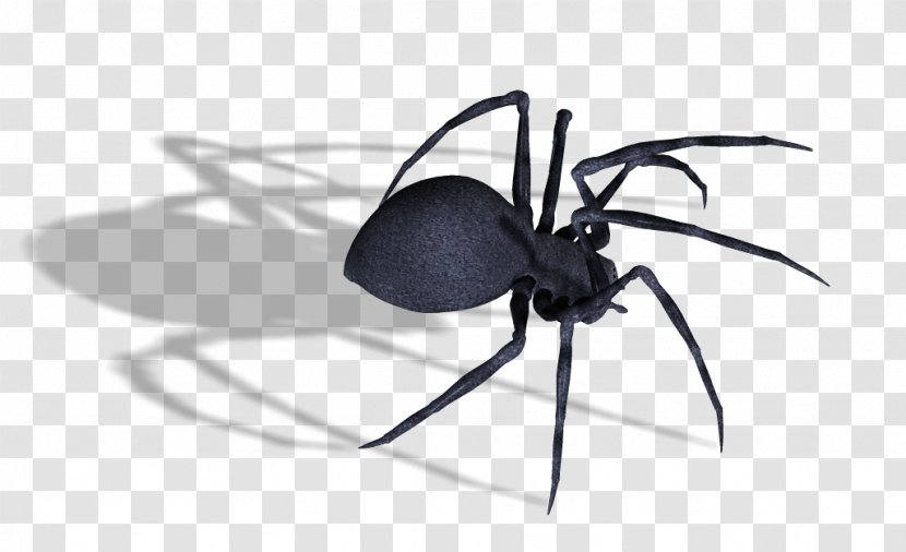 Southern Black Widow Spider Captain America - Arthropod - Image Transparent PNG