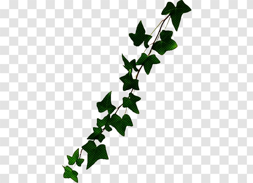 Ivy - Plant - American Holly Twig Transparent PNG