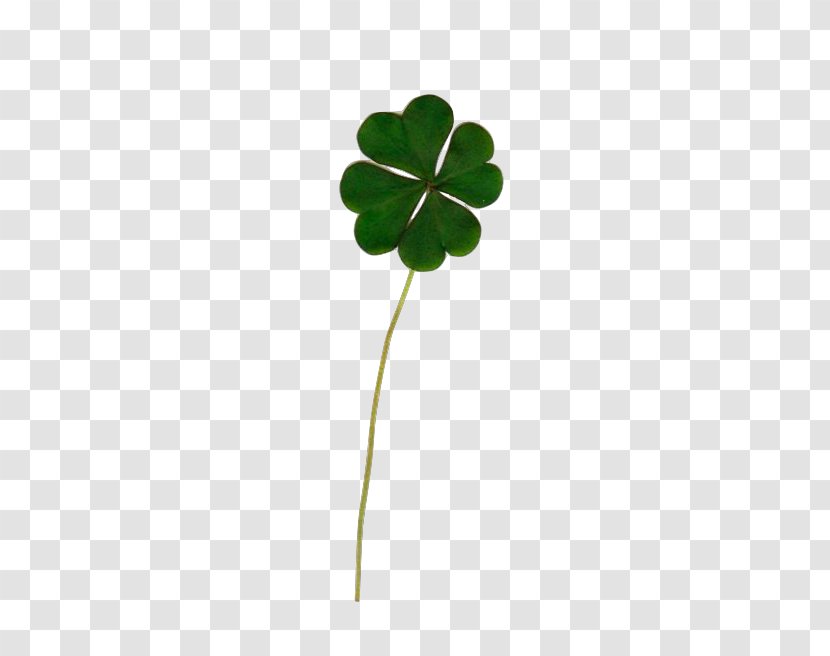 Four-leaf Clover Luck White Drawing - Number - Droopy Transparent PNG