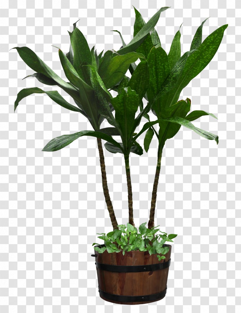 Houseplant Flowerpot - Stock Photography - Potted Plant Transparent PNG
