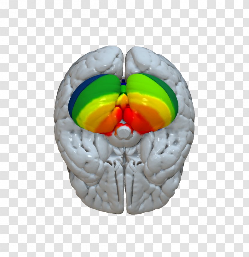 Brain Cerebellum Cerebral Cortex Connectome - Silhouette Transparent PNG