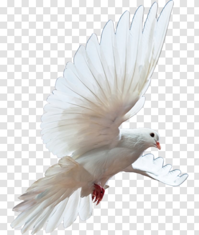 Columbidae Stock Photography Royalty-free - Tail - Rose Invitation Transparent PNG