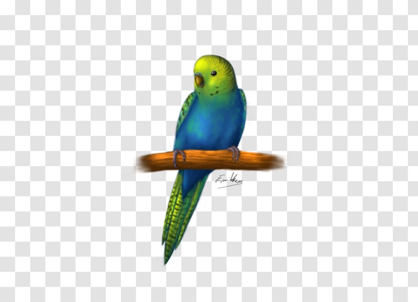 Budgerigar Parakeet Cockatiel Bird Macaw Transparent PNG