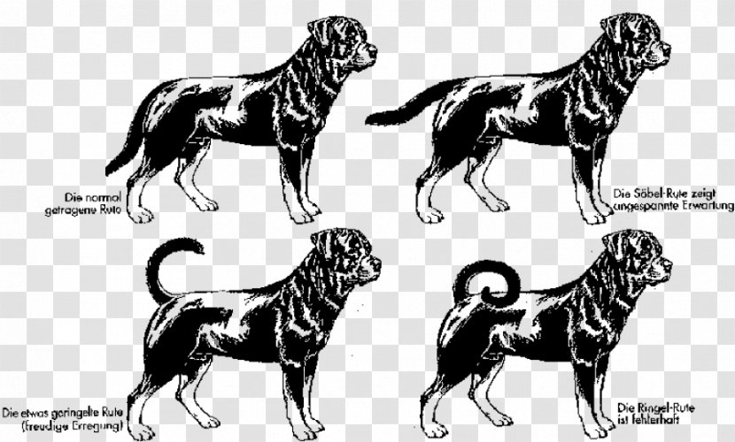 Breeding Rottweilers Pit Bull Puppy - Lion Transparent PNG
