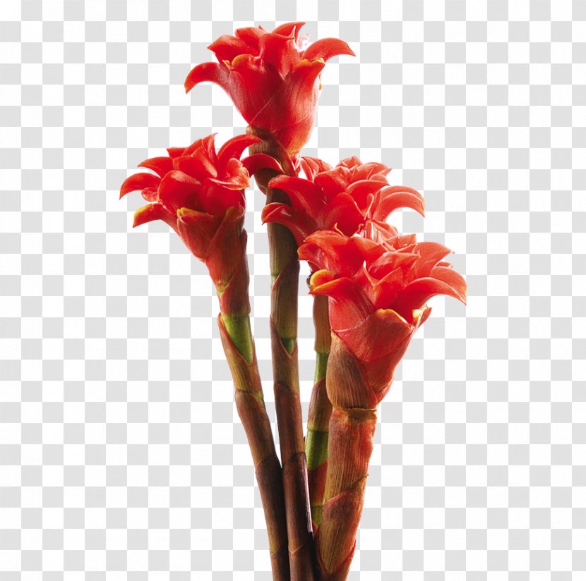 Canna Flowerpot Lobster-claws Orange Lily - Lobsterclaws - Flower Transparent PNG