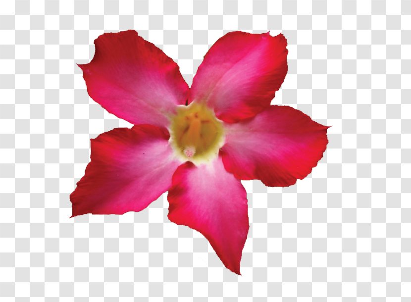 Desert Rose Adenium Social Media Marketing Transparent PNG