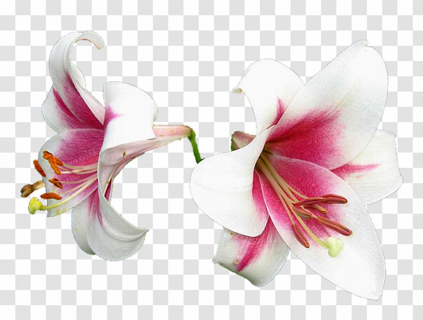Flower Lilium Clip Art - Lilly Transparent PNG