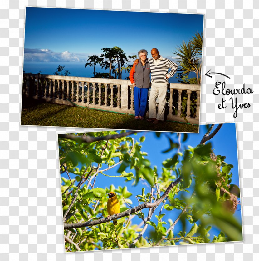 Réunion Majorelle Blue Garden Saint-Denis Vacation - Reunion - Madame Tricot Delicatessen Transparent PNG