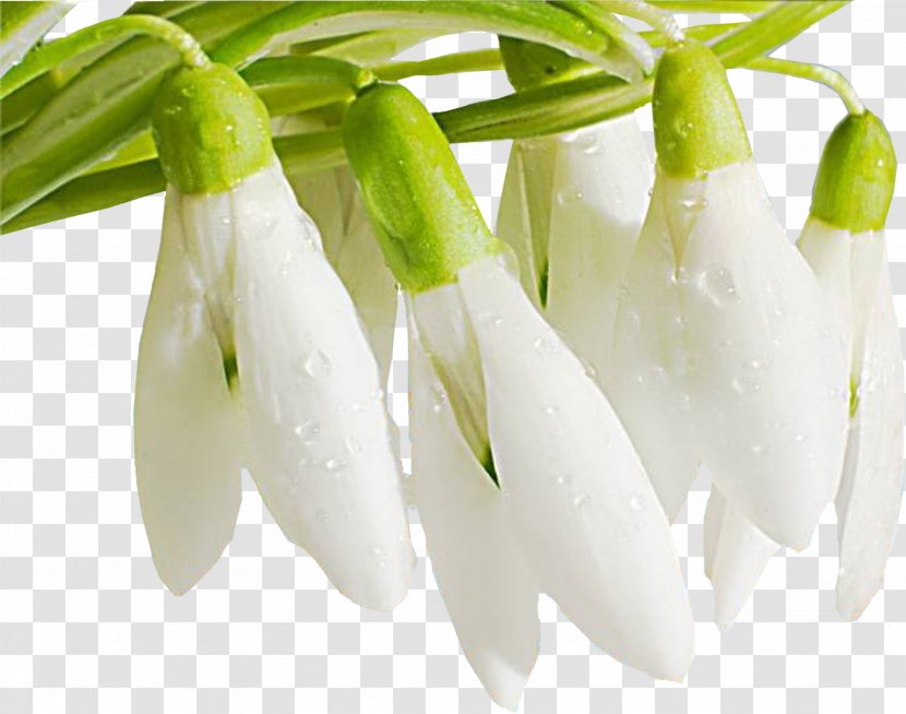 Ukraine International Women's Day Holiday Woman March 8 - Galanthus - Snowdrop Transparent PNG