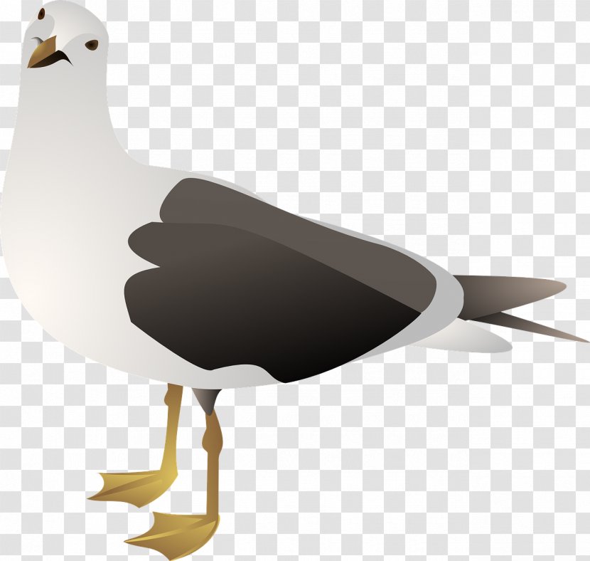 Gulls European Herring Gull Bird Clip Art Transparent PNG