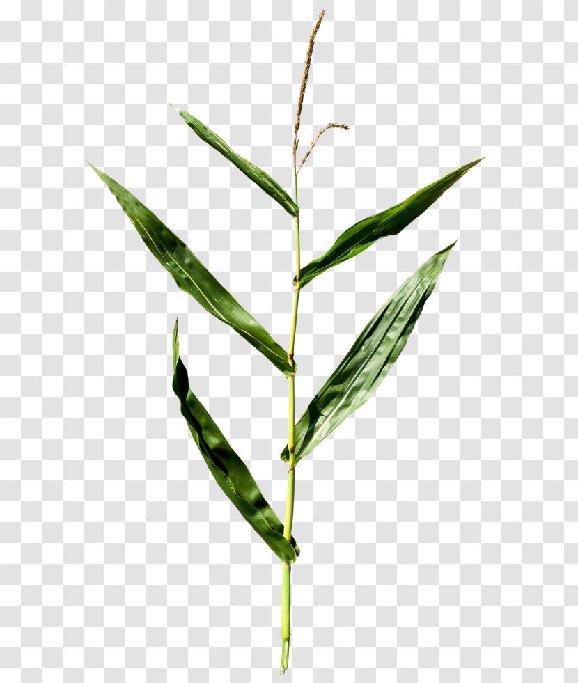 Maize Plant Leaf Clip Art - Sweet Grass - Corn Transparent PNG
