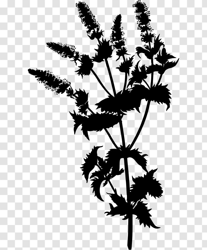 Köhler's Medicinal Plants Mentha Spicata Peppermint Mints Apple Mint - Monochrome Photography - Plant Transparent PNG