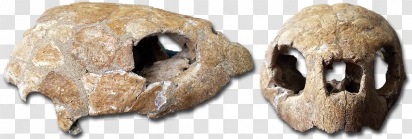 Snout Fur Beak - Late Cretaceous Transparent PNG
