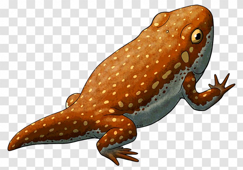 Reptile Salamander True Frog Temnospondyli Gerobatrachus - Toad Transparent PNG