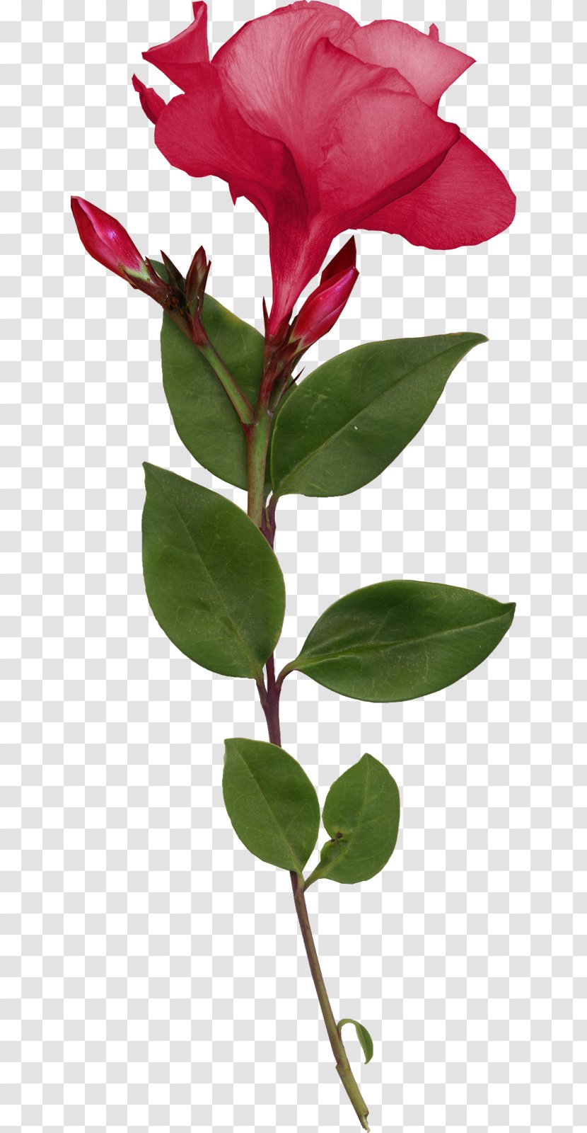 Rose Family Cut Flowers Plant Stem Bud Leaf - Woman Transparent PNG