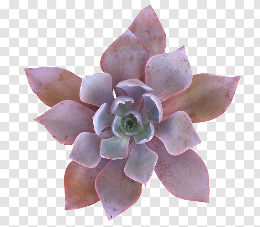 Echeveria Succulent Plant Greenhouse Pigmyweeds - Lilac Transparent PNG