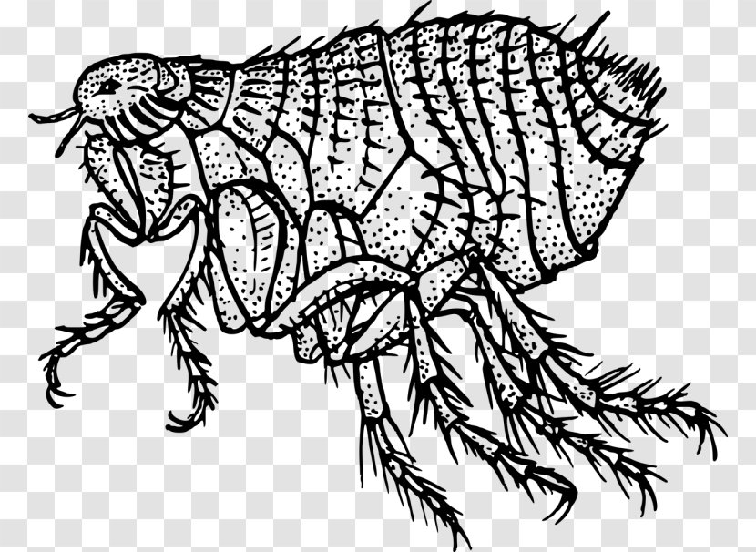 Flea Dog Black Death Insect Clip Art - Organism Transparent PNG
