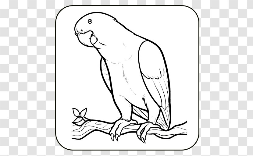 How To Draw Bird Drawing Image Coloring Book - Prismacolor Transparent PNG