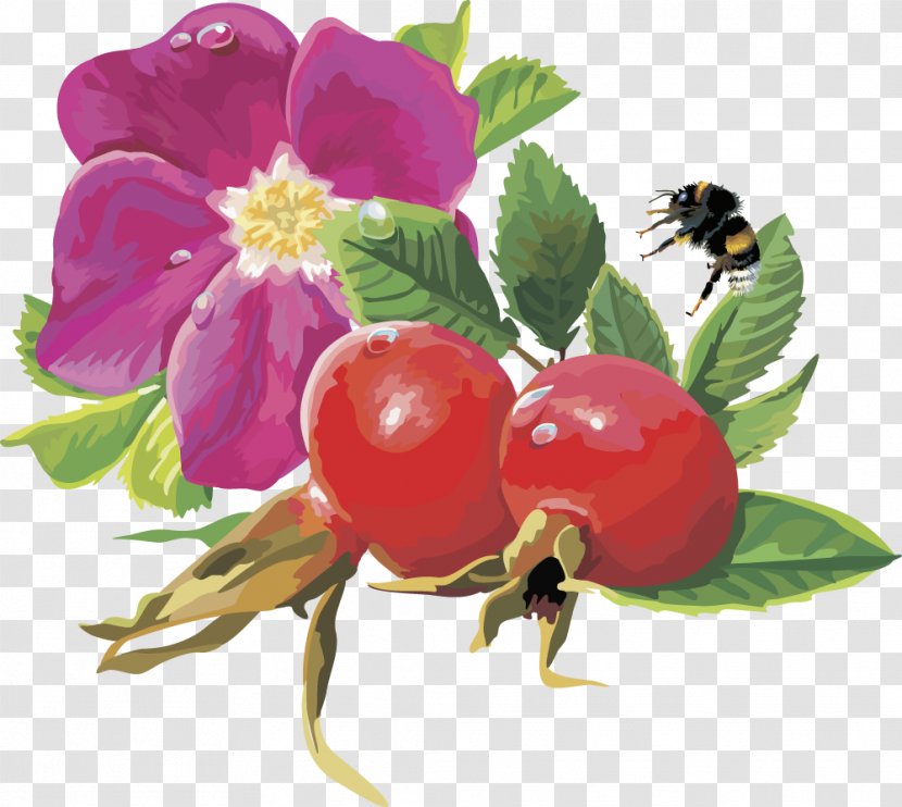 Rosa Majalis Frutti Di Bosco Rose Hip Flower Euclidean Vector - Plant - Pomegranate Fruit Transparent PNG