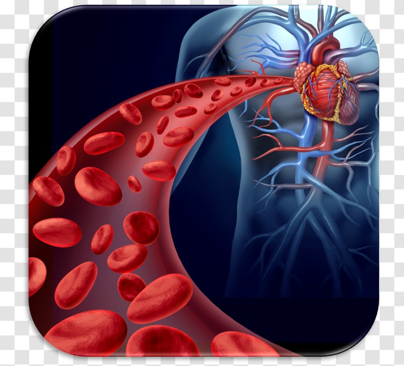 Red Blood Cell Thrombus Circulatory System Heart Stem Transparent PNG