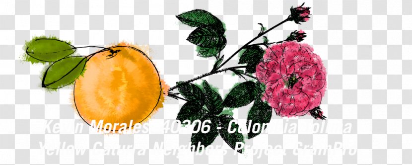 French Rose Officinalis Fruit Flower Vegetable - Caturra Coffee Cherries Transparent PNG