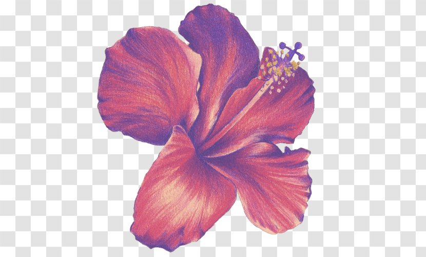 Flower Drawings Colored Pencil Sketch - Hibiscus Transparent PNG