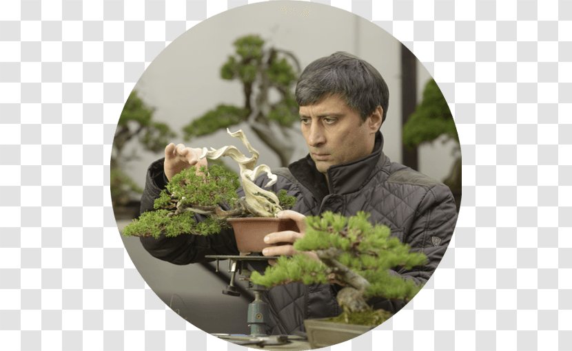 Bonsai Tree Voluntary Association Andrea Melloni Houseplant - School Teacher Transparent PNG