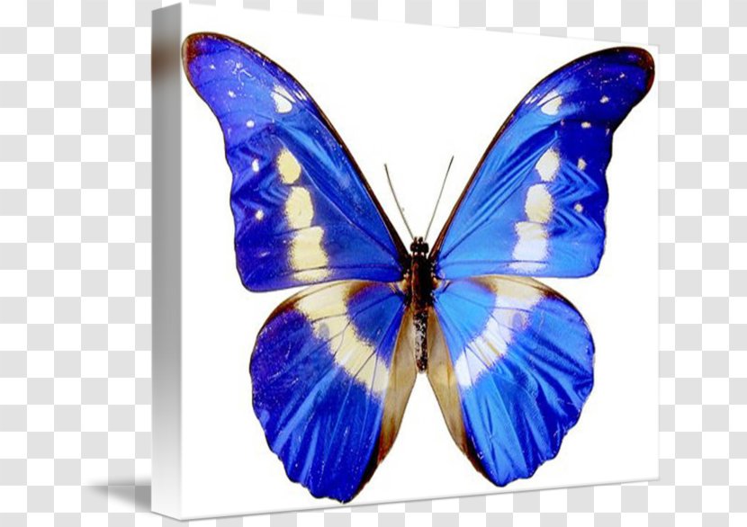 Butterfly Throw Pillows Cushion Insect - Blue Transparent PNG