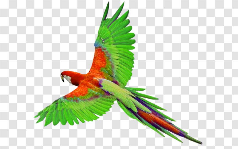 Parrot Bird Clip Art - Wing - FLIGHT Transparent PNG
