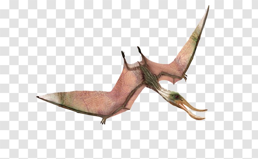 Pterodaustro Quetzalcoatlus Rhamphorhynchus Ornithocheirus Dinosaur - Parasaurolophus Transparent PNG