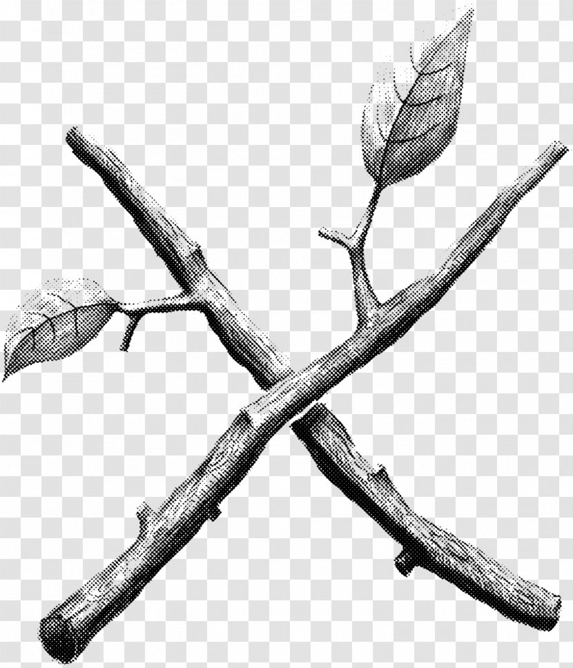 Twig Drawing Plant Stem Leaf /m/02csf - Monochrome - Tea Transparent PNG
