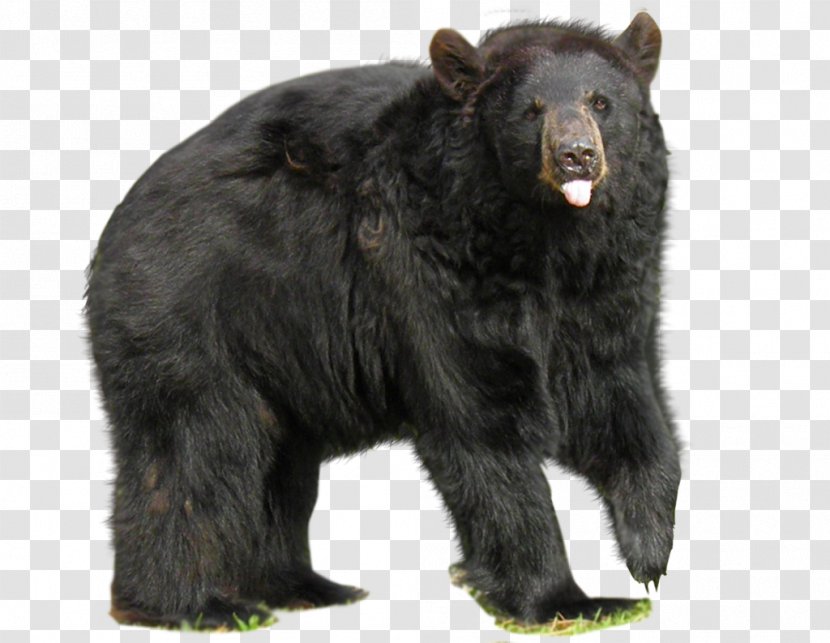 American Black Bear No Bears Big - Silhouette Transparent PNG