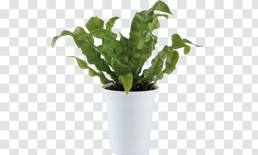 Ornamental Plant Flowerpot Leaf Houseplant - Vegetable Transparent PNG